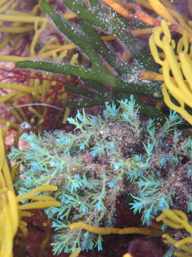 Rainbow Wrack
