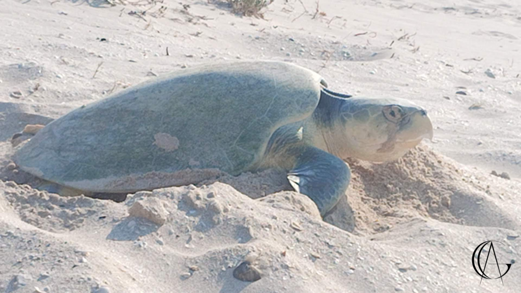 Kemp's Ridley Sea Turtle