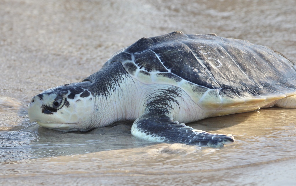 Kemp's Ridley Sea Turtle