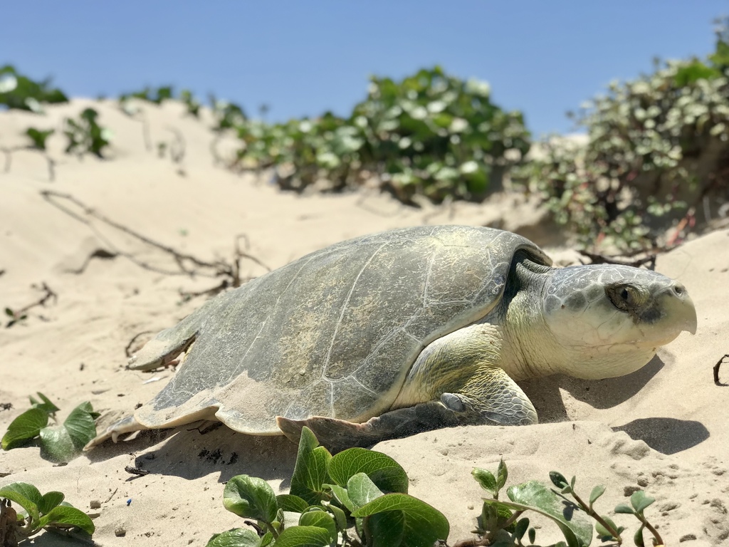 Kemp's Ridley Sea Turtle