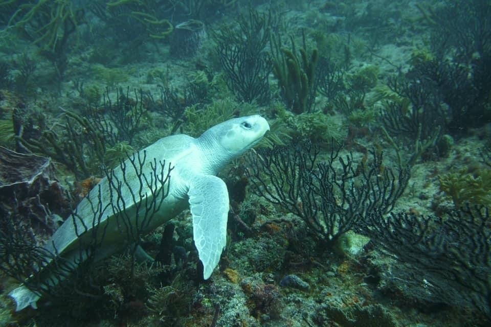 Kemp's Ridley Sea Turtle