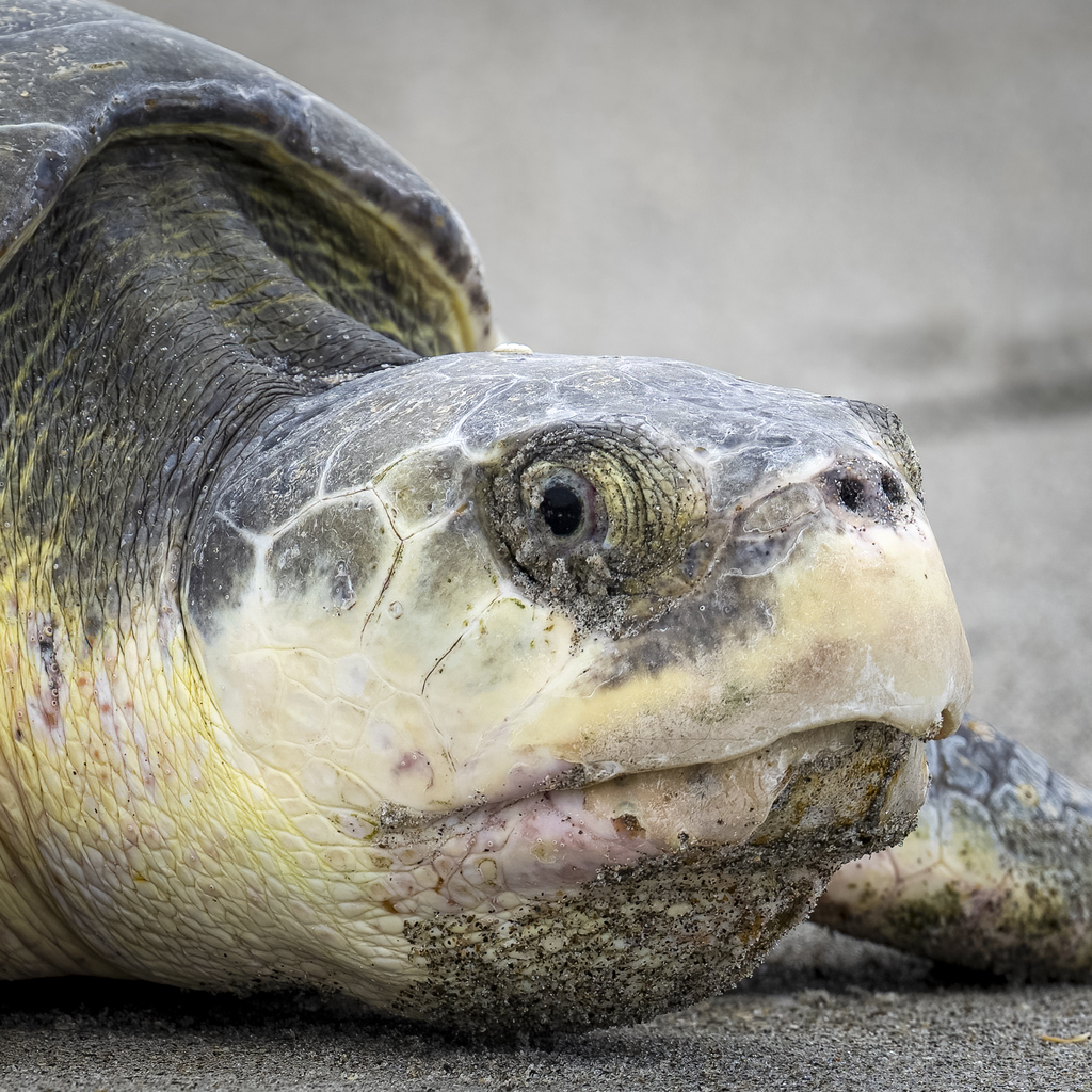 Kemp's Ridley Sea Turtle