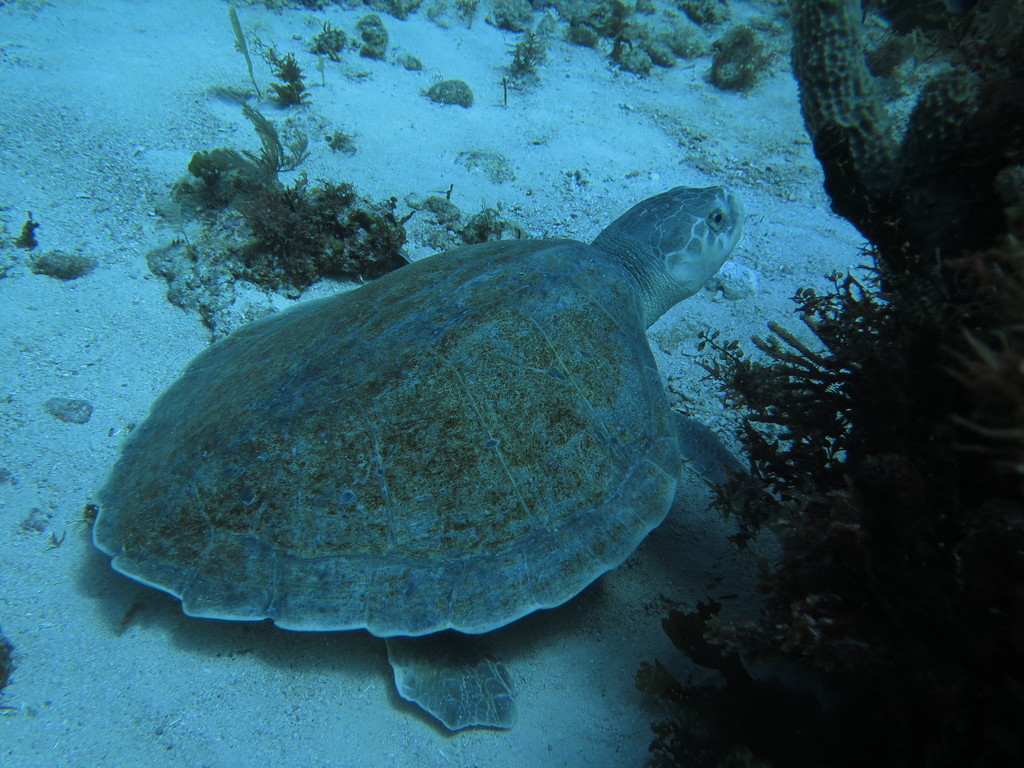Kemp's Ridley Sea Turtle