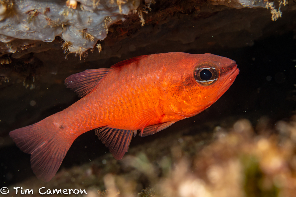 Mediterranean Cardinalfish