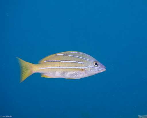Bluestriped Snapper