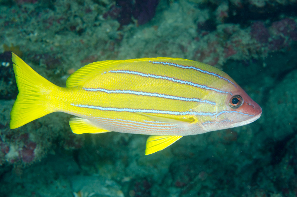 Bluestriped Snapper