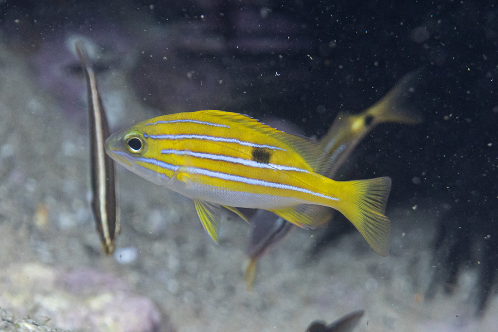 Bluestriped Snapper