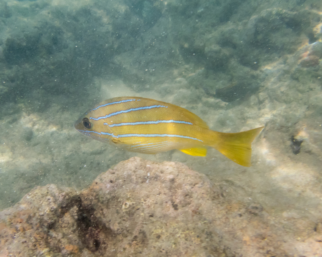 Bluestriped Snapper