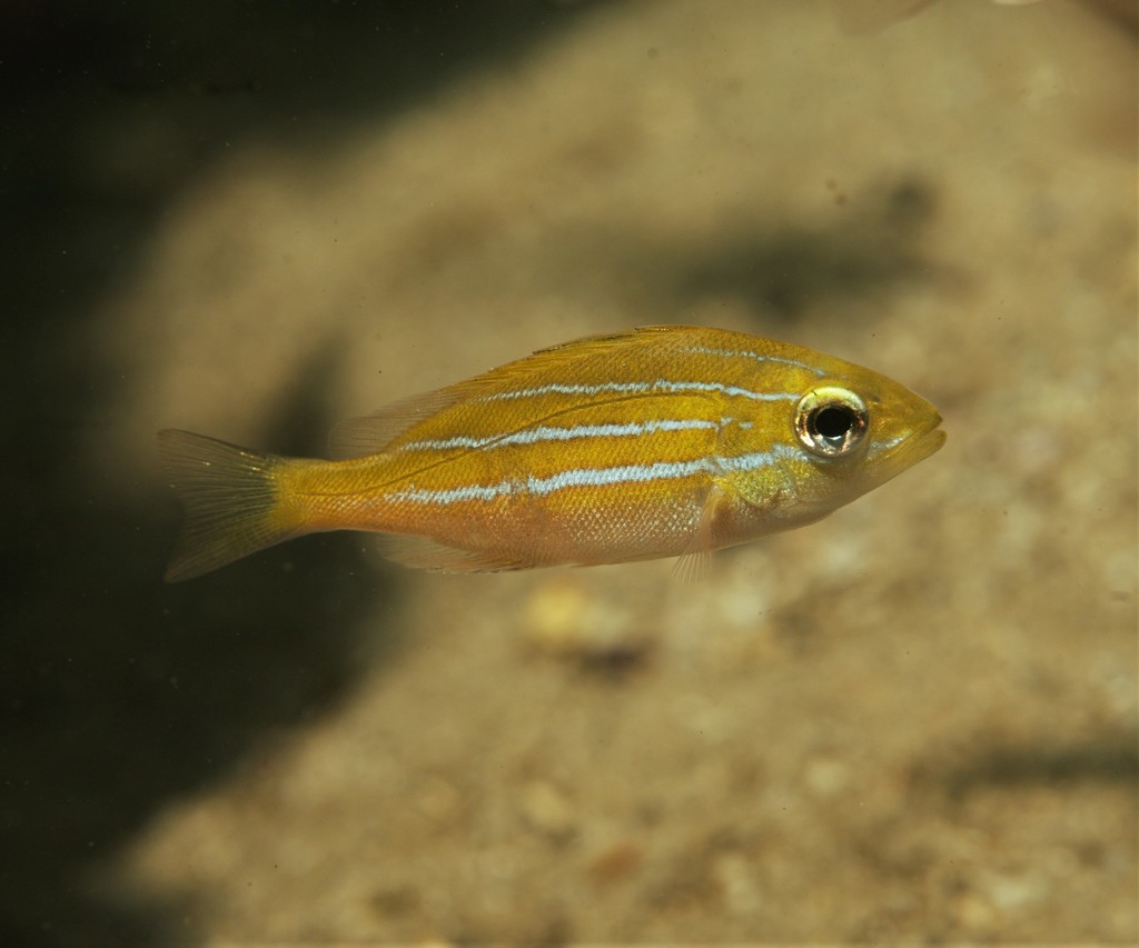 Bluestriped Snapper