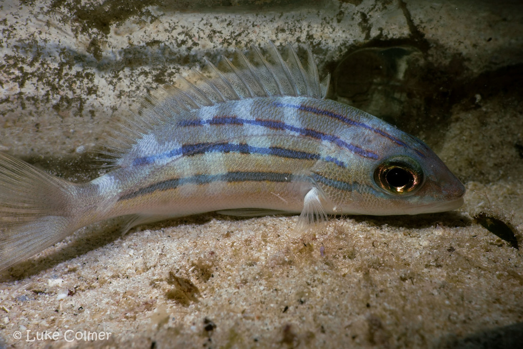 Bluestriped Snapper