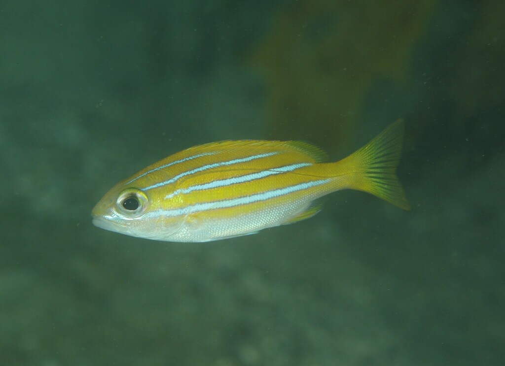 Bluestriped Snapper