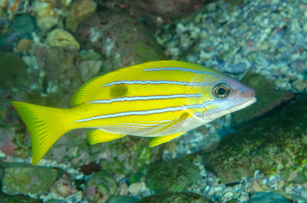 Bluestriped Snapper