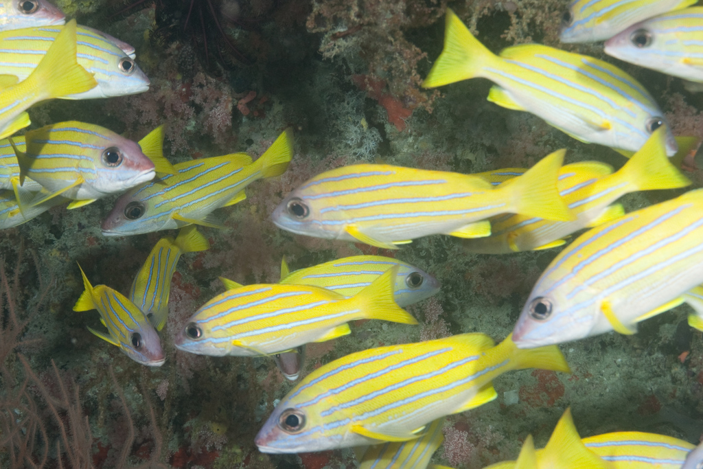 Bluestriped Snapper