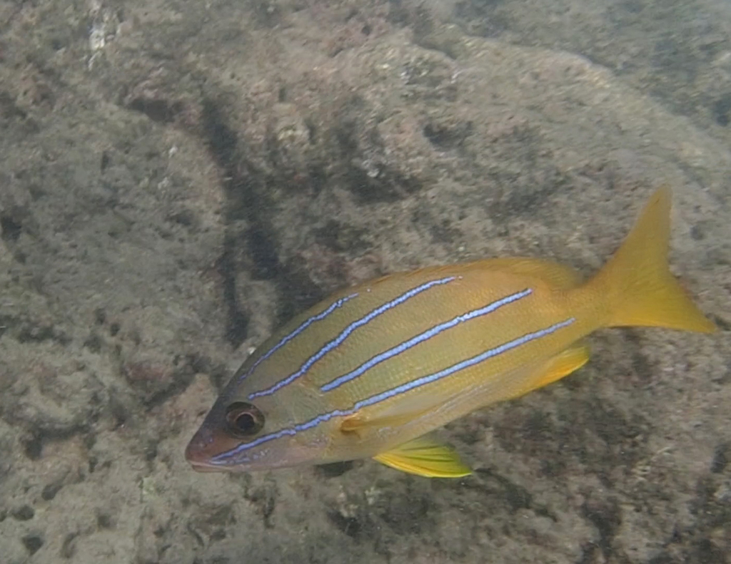 Bluestriped Snapper