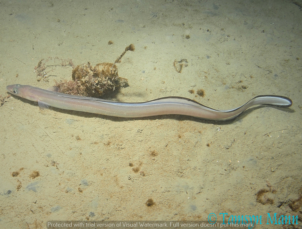 European Conger