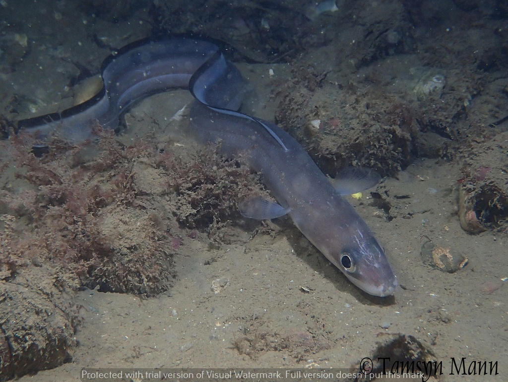 European Conger