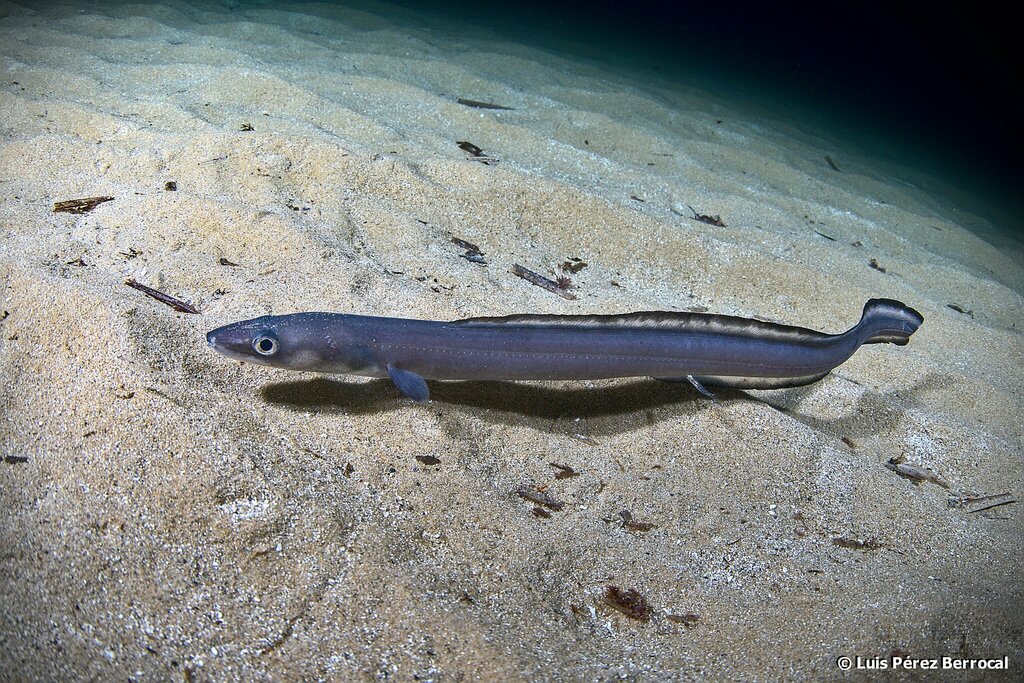 European Conger