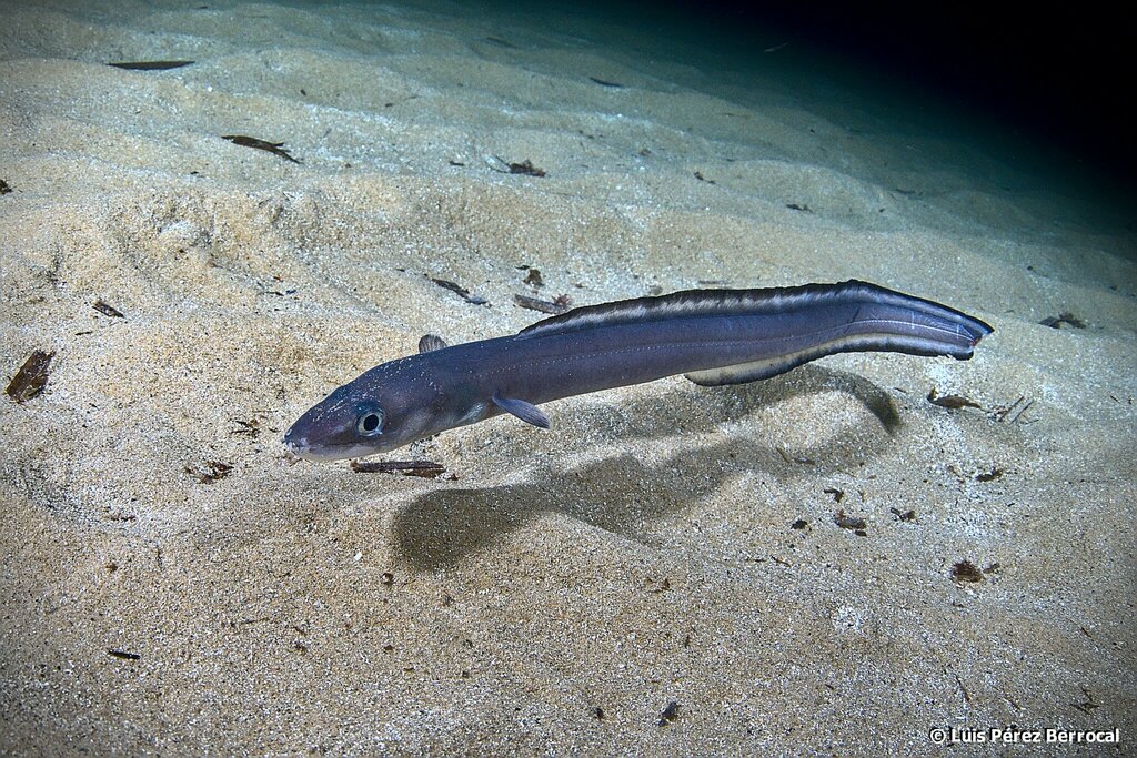 European Conger