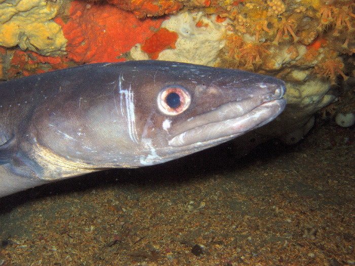 European Conger