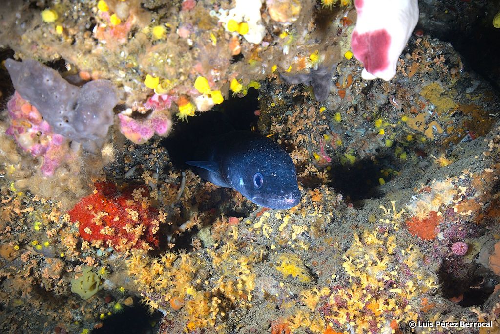 European Conger