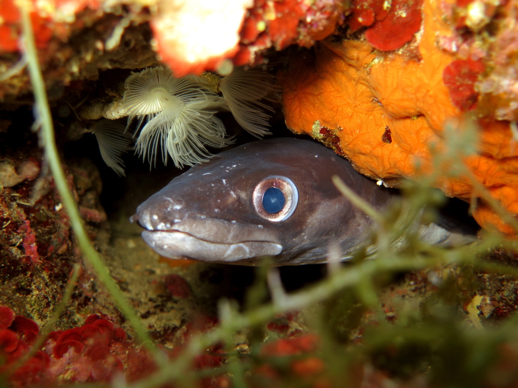 European Conger