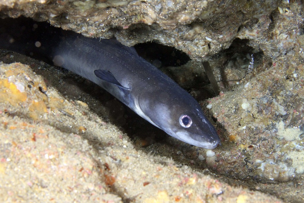 European Conger