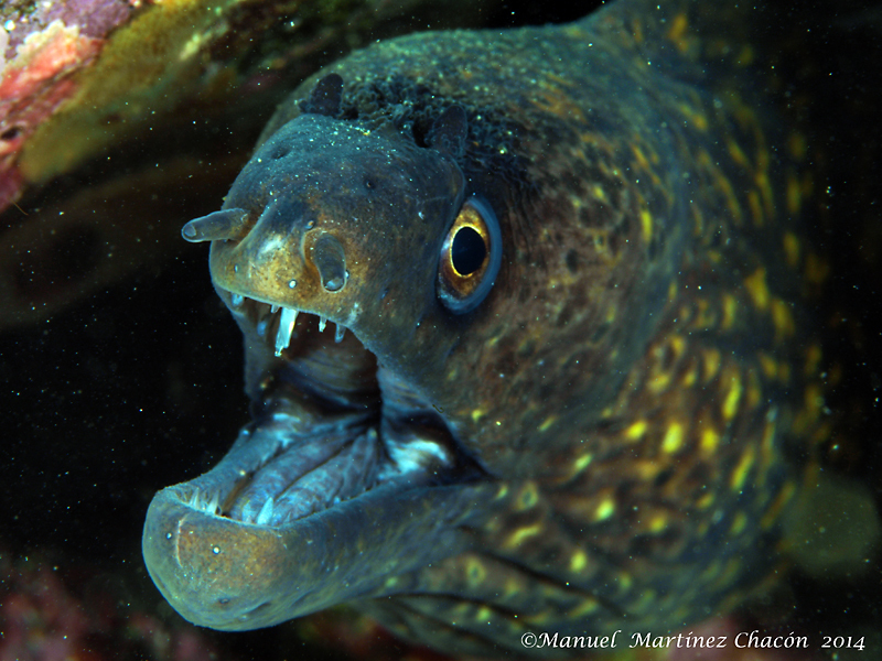 Mediterranean moray