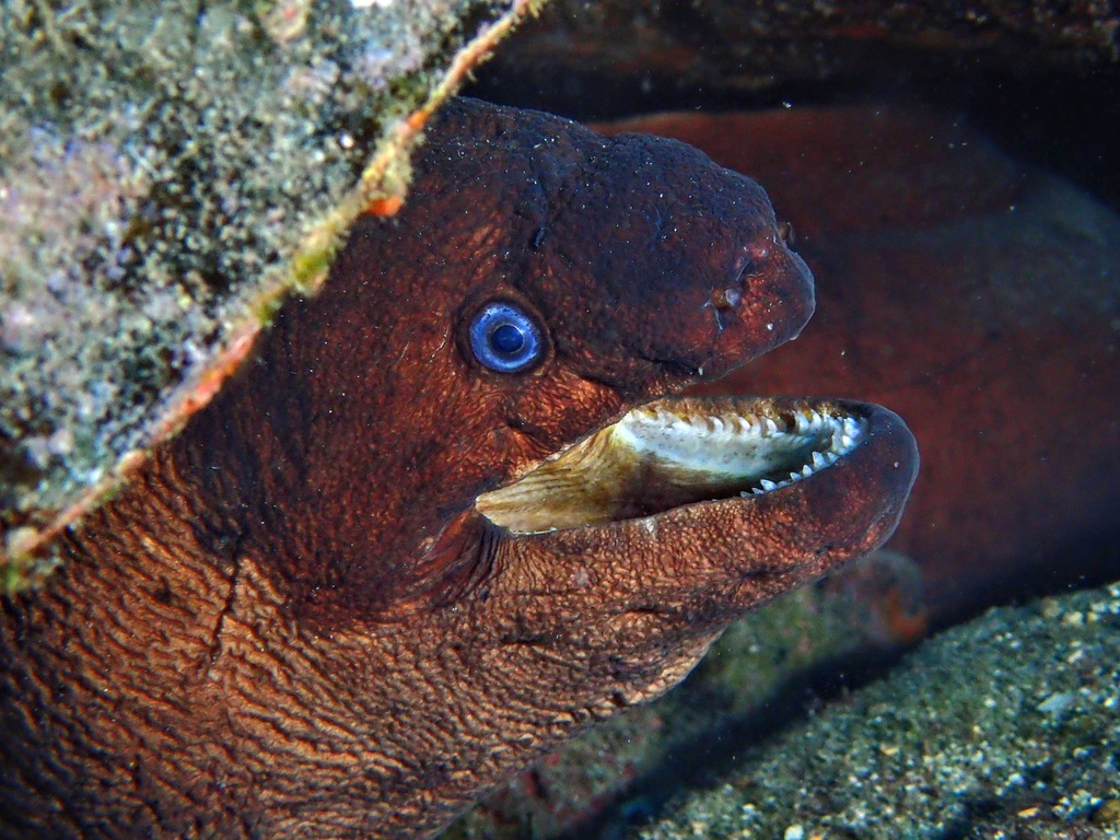 Brown Moray
