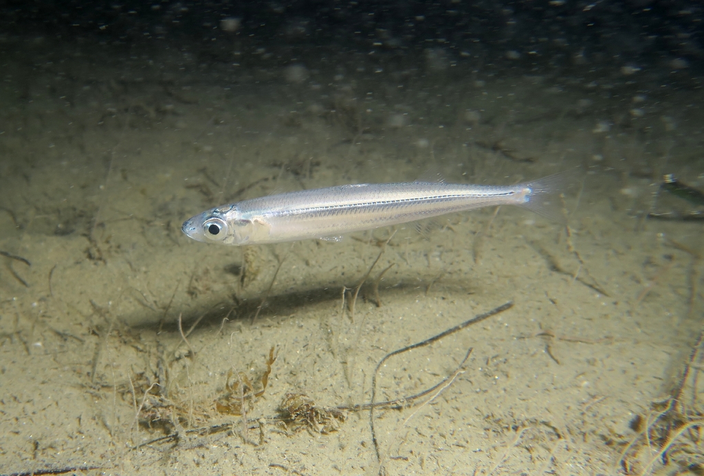 Sauclet