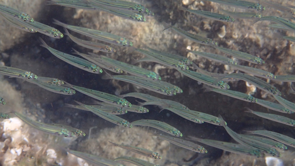 Southern Sand Smelt