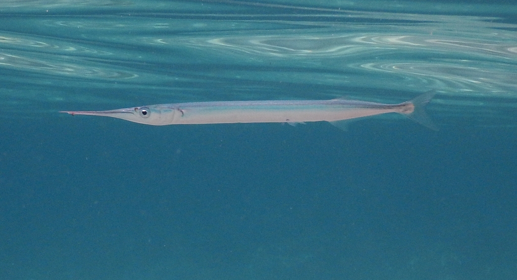 Garfish