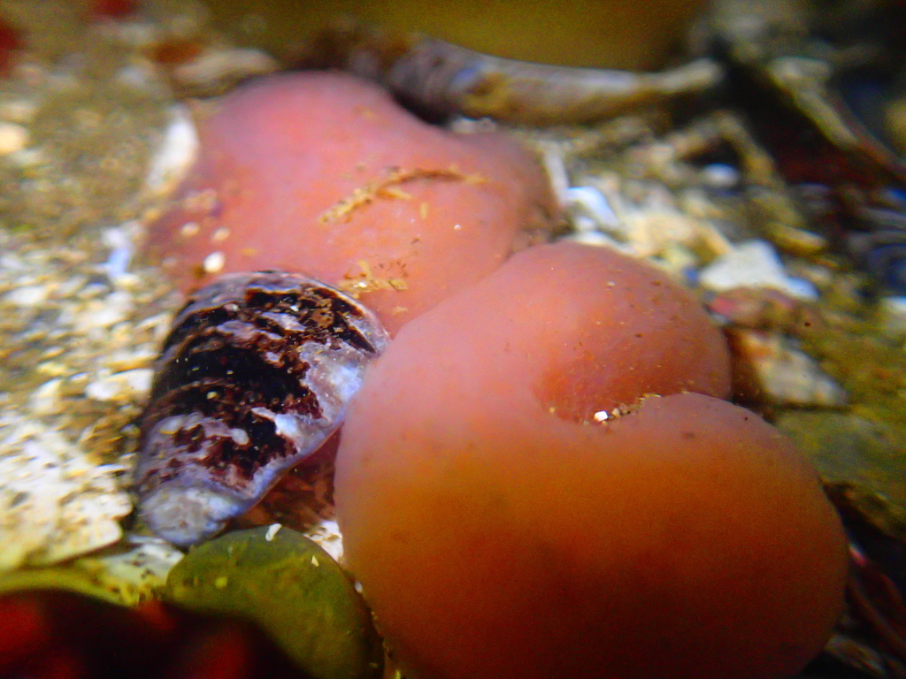 Sea Pork