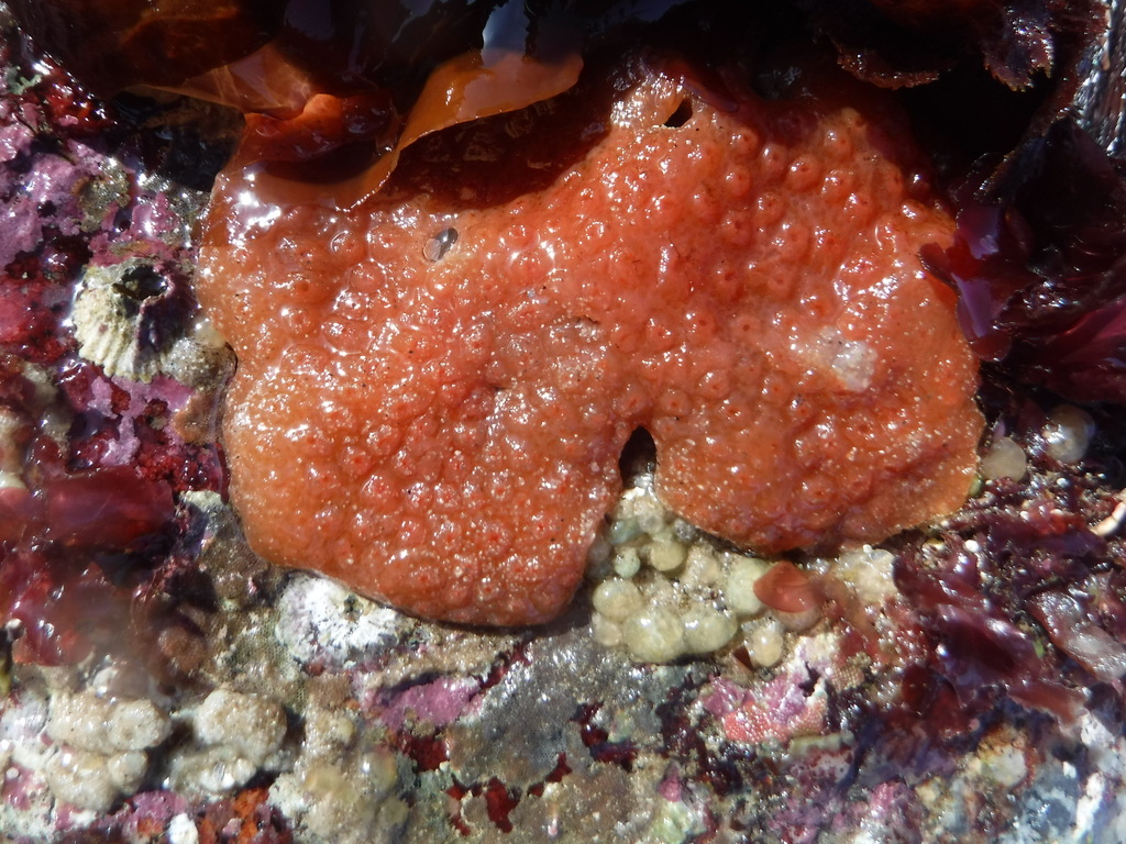 Sea Pork