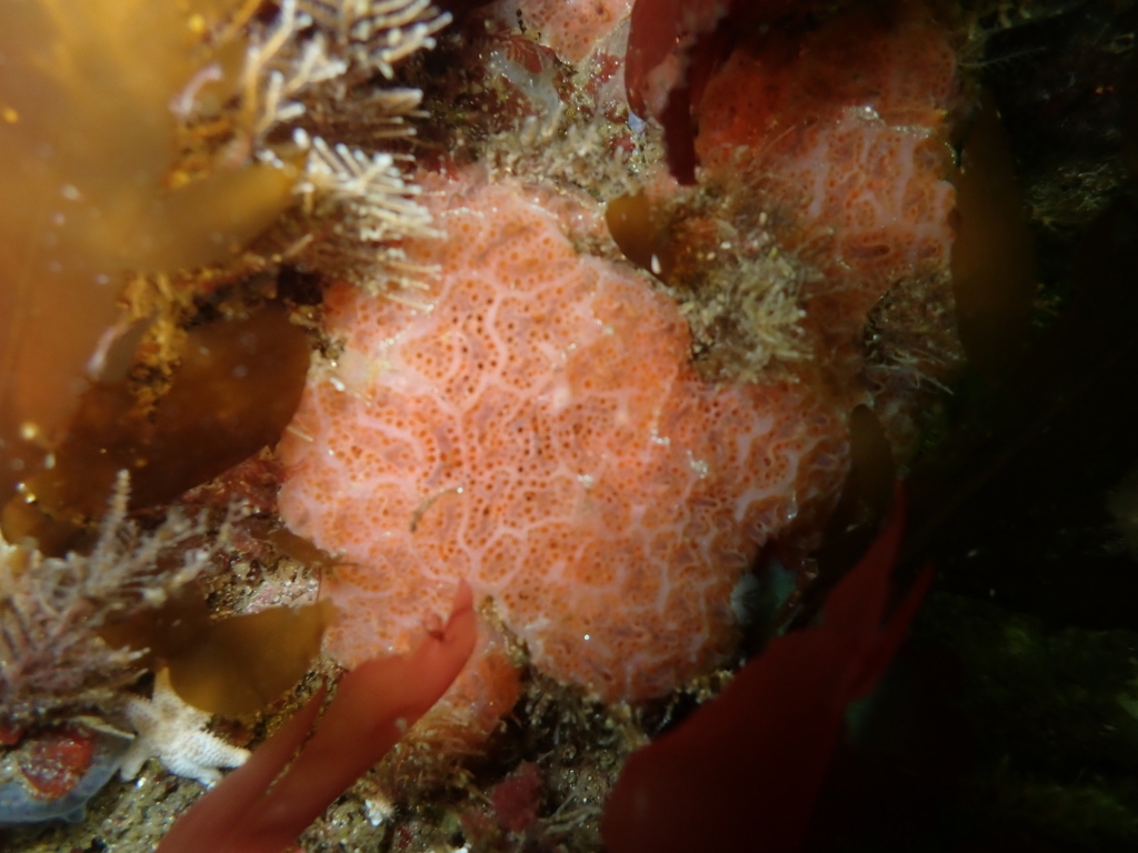 Sea Pork