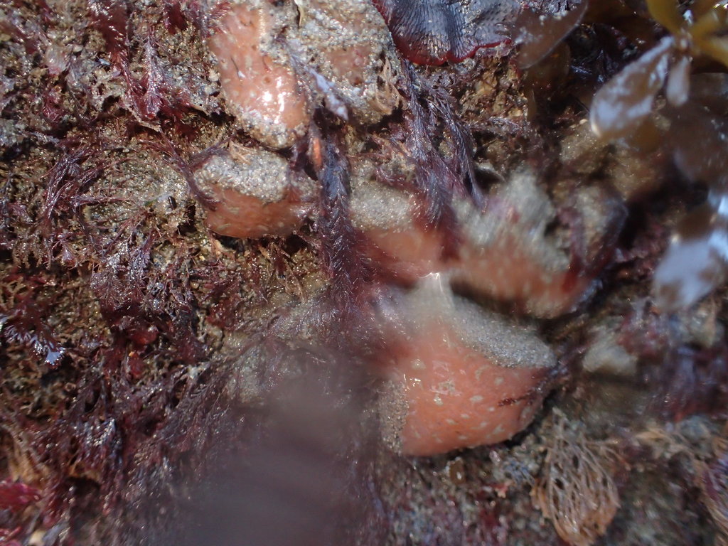 Sea Pork