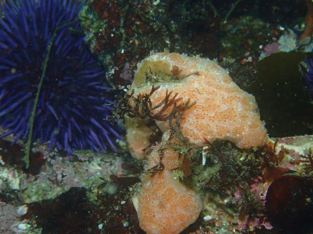 Sea Pork