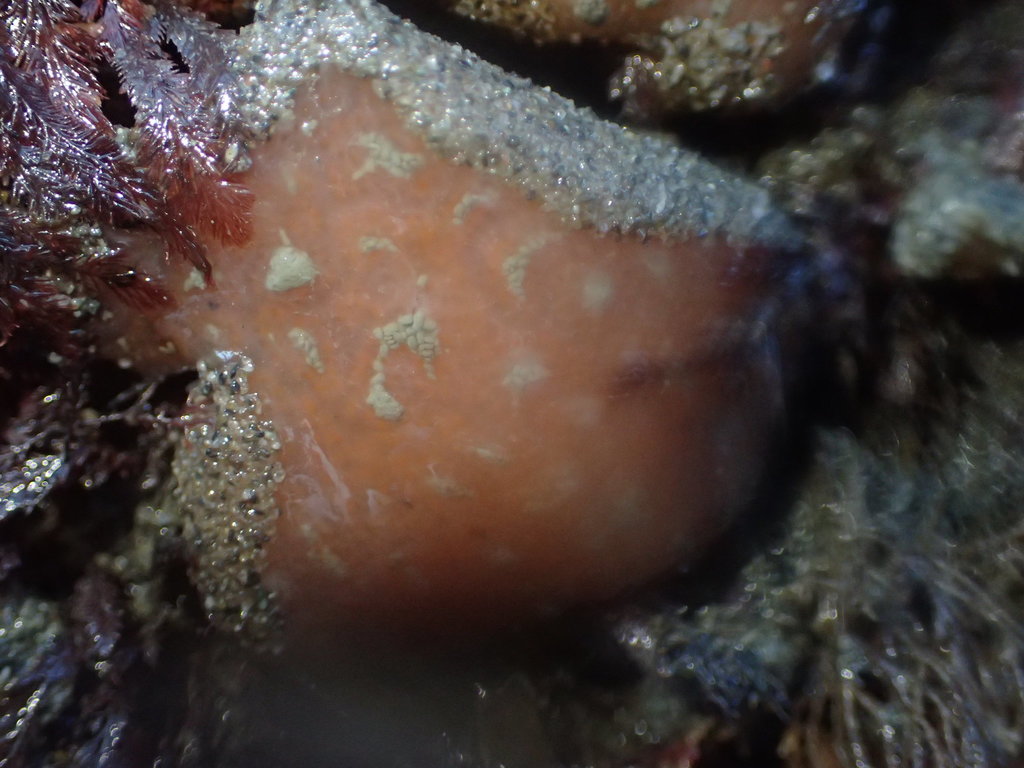 Sea Pork