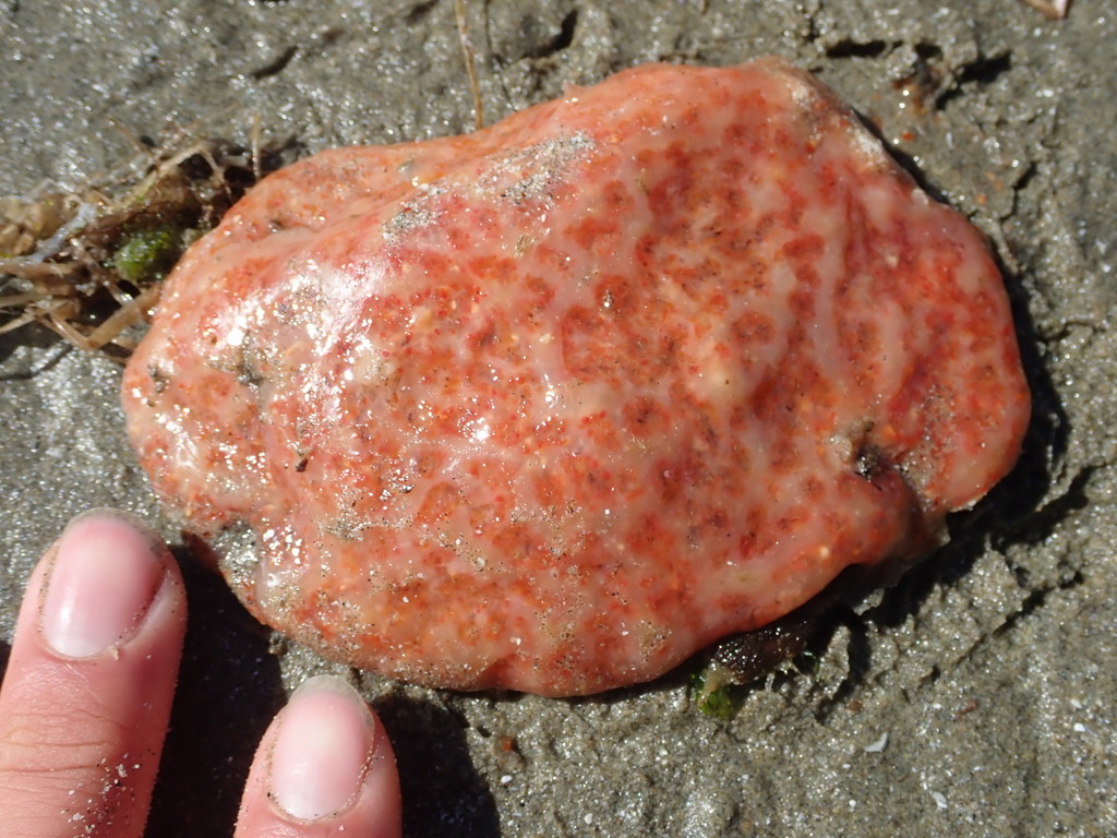 Sea Pork