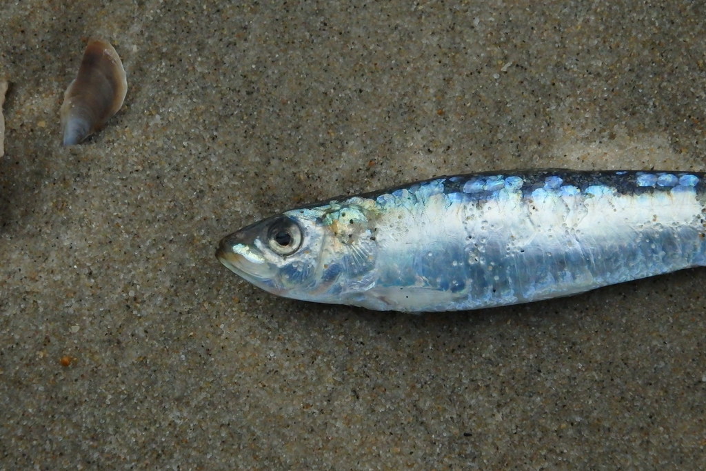 European Sardine