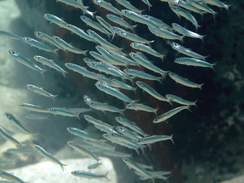 European Sardine
