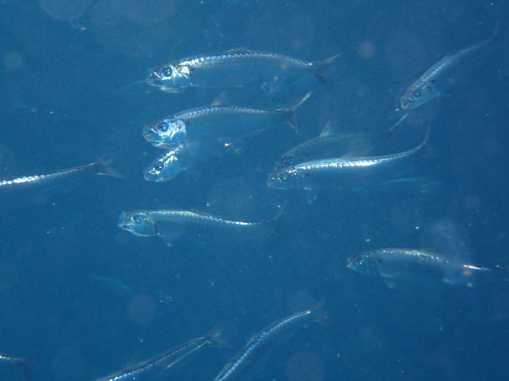 European Sardine