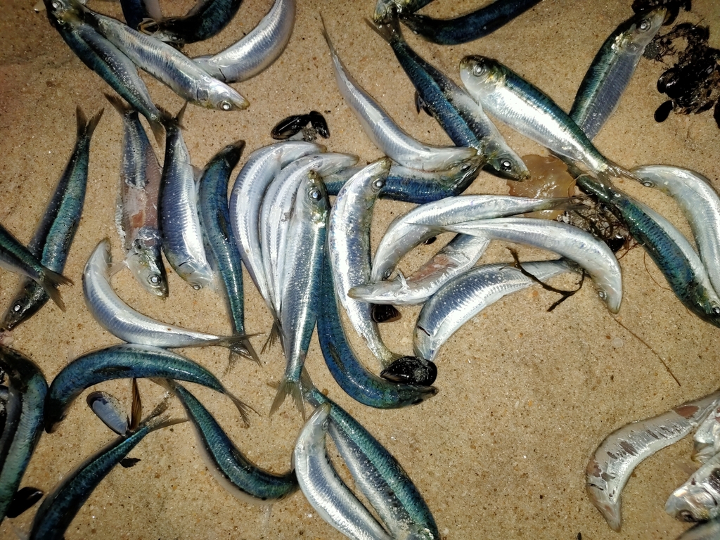 European Sardine