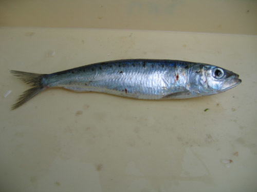 European Sardine