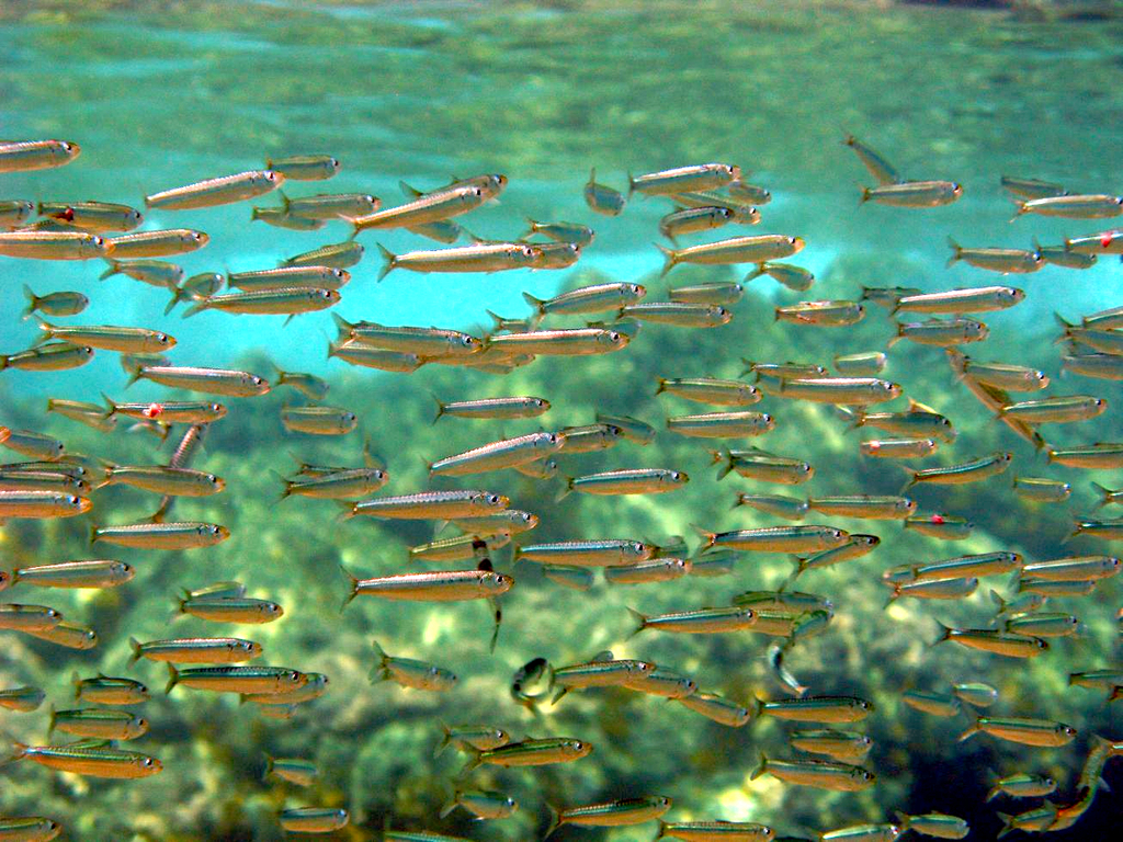 European Sardine