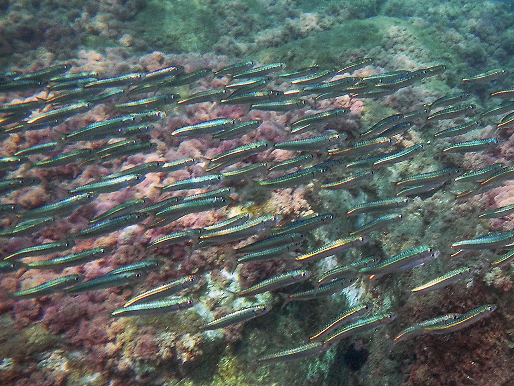 European Sardine