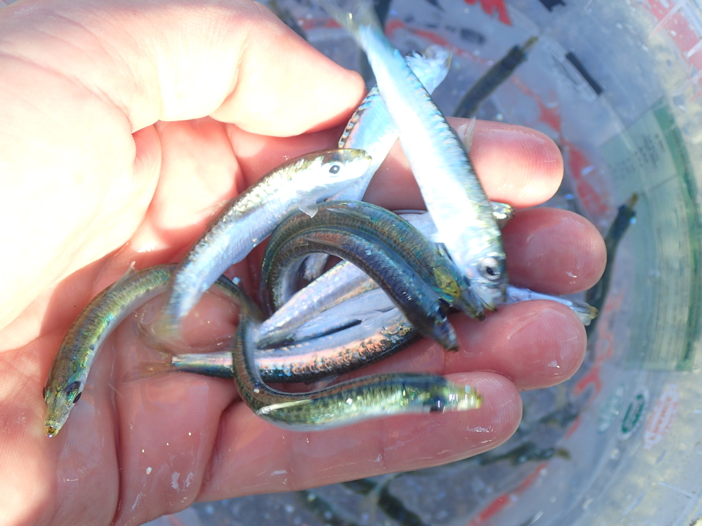 European Sardine