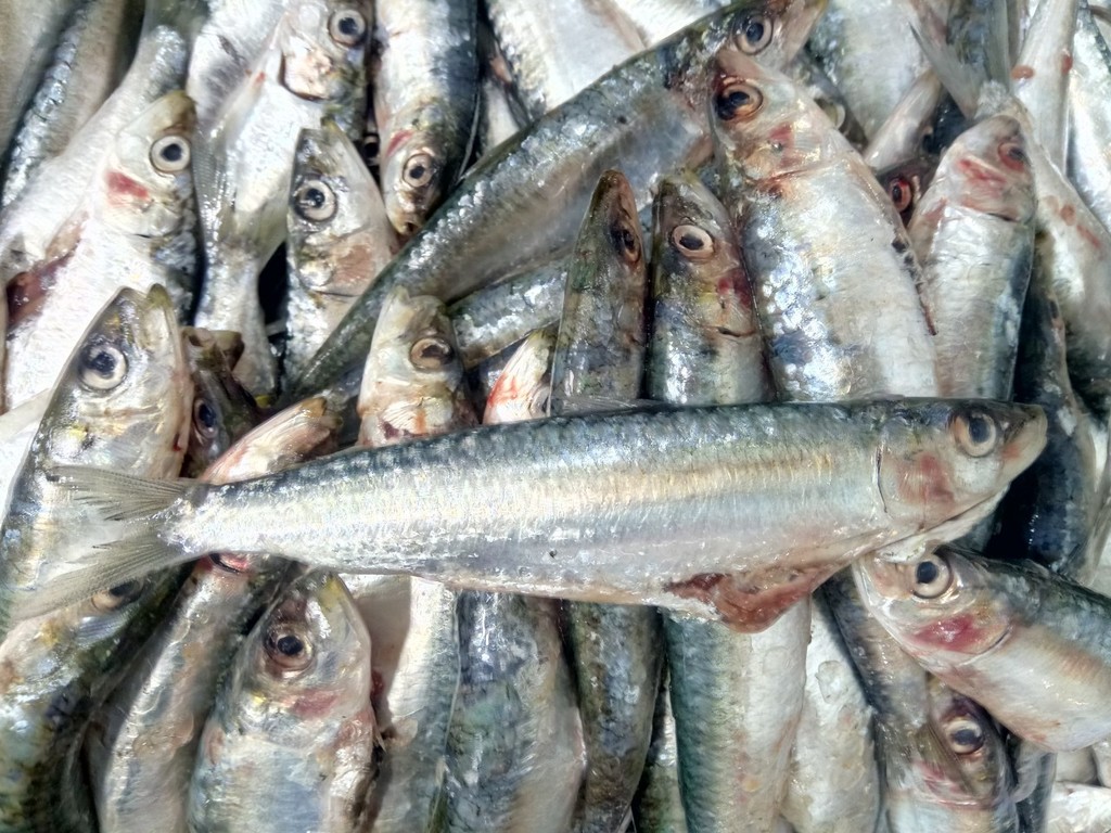 European Sardine