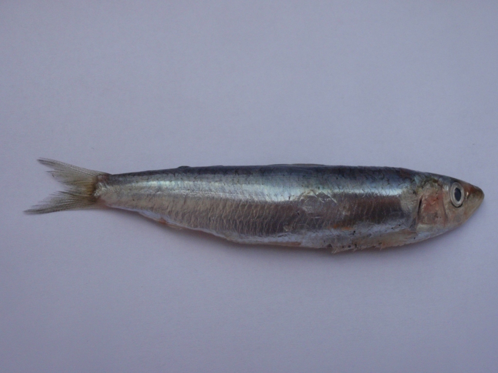 European Sardine