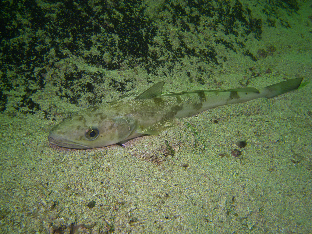 European Hake