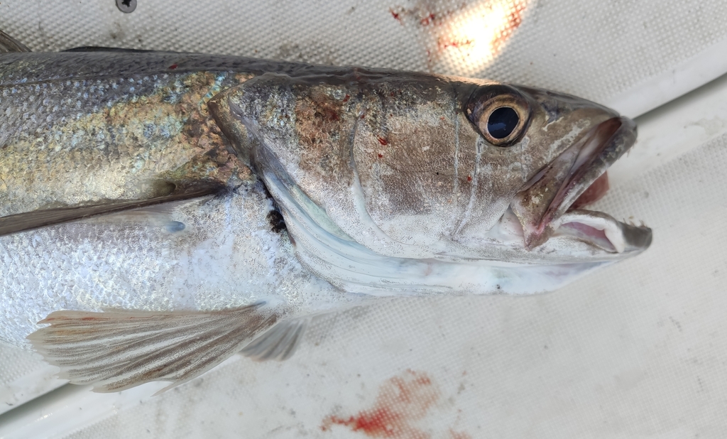 European Hake